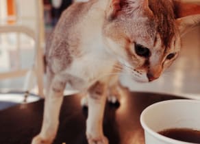 Brunch: Avocados, Cats and Coffee