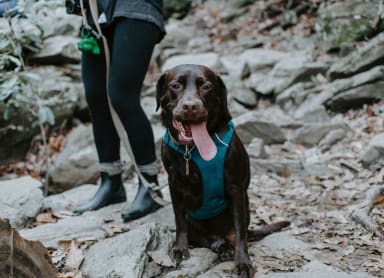 Rock-climbing - with a shelter dog!