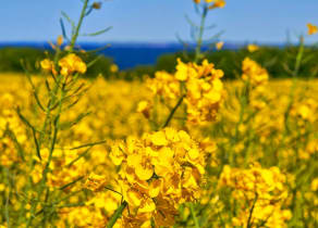 Nokonoshima Island
