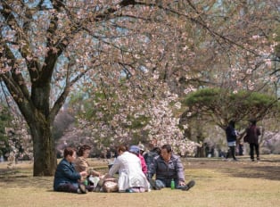 Locals enjoying a picnic under cherry blossom trees