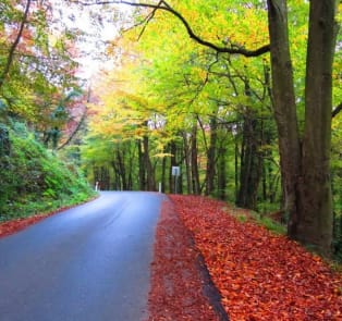 Belgrad Forest