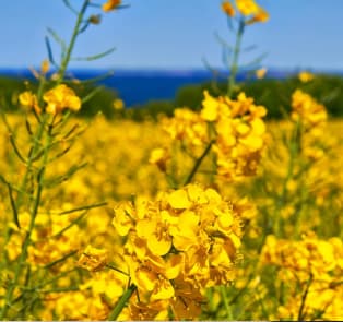 Nokonoshima Island