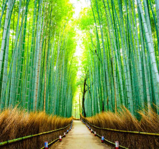 Kyoto Fall Foliage