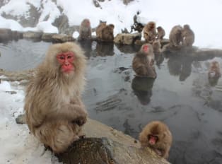Snow, monkeys, and more in Nagano