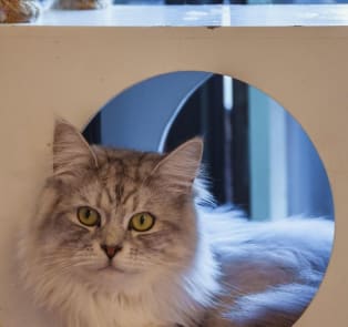 NEKO-Cafe Leon