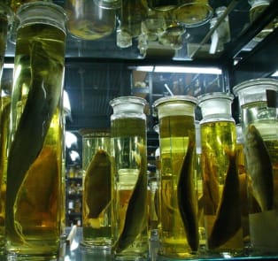 Museum of Tropical Medicine
