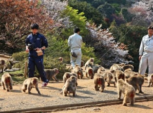 Jigokudani Yaen Koen, also known as the Snow Monkey Par