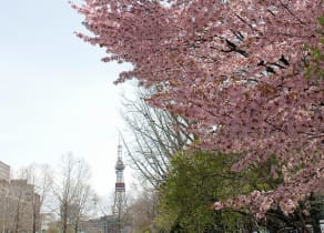 See Odori Park during Sakura Season
