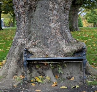 The Hungry Tree