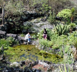 UNAM botanical garden