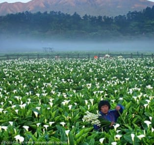 Hiking, Hot Springs, Calla Lilies And Milk Ponds