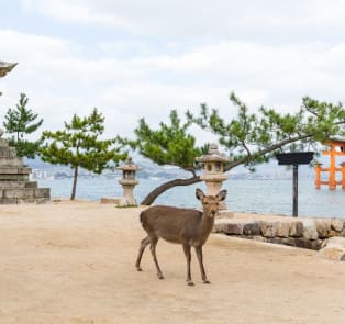 Miyajima
