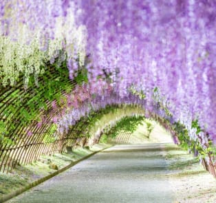 Kawachi Wisteria Garden