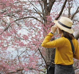 Tourist admiring the cherry blossoms