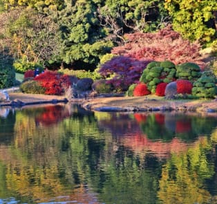 Autumn in Koishikawa Botanical Garden