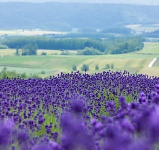 Day trip to Furano lavender fields