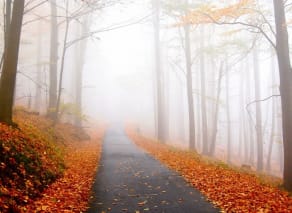 See the foliage during Osaka fall season