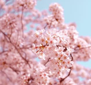 Cherry blossom tree