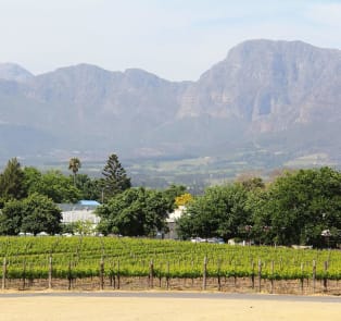 Waterblommetjiebredie – Paarl (Waterblommetjiebredie Fe
