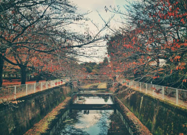 Fall Leaf Viewing in Yusentei Park