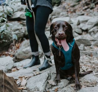Rock-climbing - with a shelter dog!