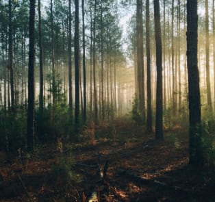 Get lost in a rainforest