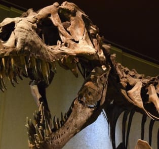 Spend an afternoon in the Natural History Museum