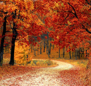 A dazzling display of colors