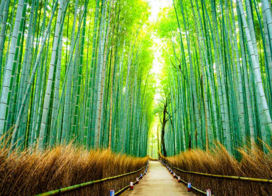 Kyoto Fall Foliage