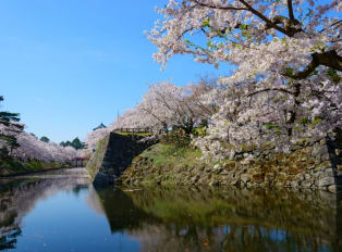 Sakura season in Japan