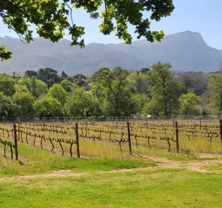 Wine farms