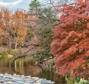The magic of autumn in Tokyo