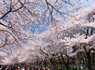 Viewing cherry blossom trees when embarking on Tokyo to