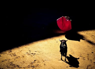Learn more about bullfighting at Campotoro