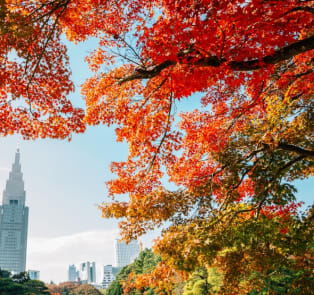 Parks and gardens: The heart of autumn in Tokyo