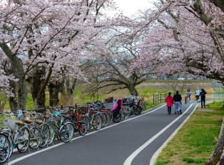 Explore Kyoto with bike tours