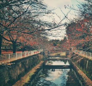 Fall Leaf Viewing in Yusentei Park