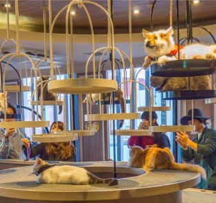 Cat cafes