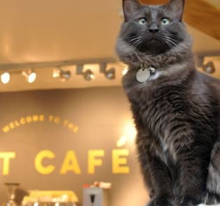 Cat Café