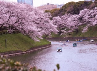explore cherry blossoms on your tokyo tour