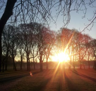 The Meadows