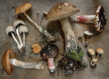 Forage for mushrooms