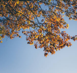 Enjoy the fall leaves in Brussels Park