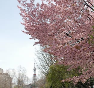 See Odori Park during Sakura Season