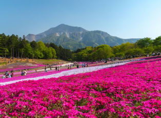 Chichibu with Shibazakura flowers and mountains in the