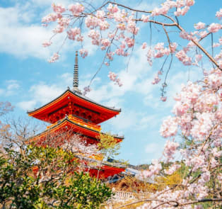 Cherry blossoms in Kyoto, Japan