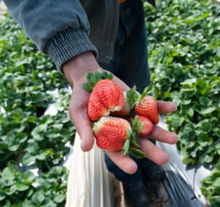 Strawberry farms