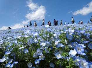 Winter cherry blossoms in Hitachi Seaside Park