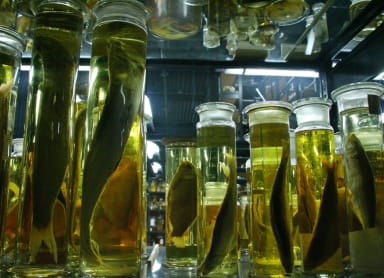 Museum of Tropical Medicine