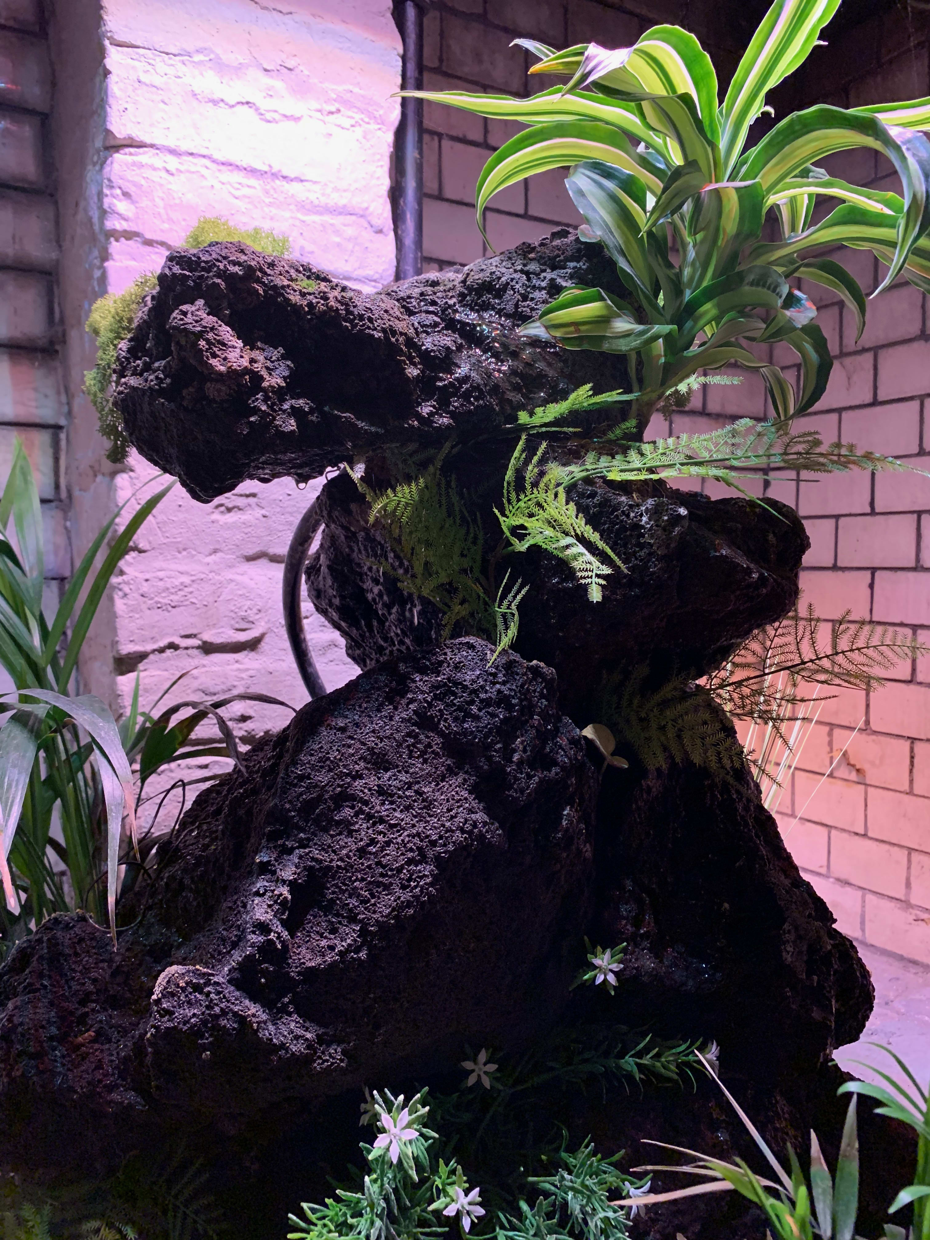 Bonsai Tree in Basement